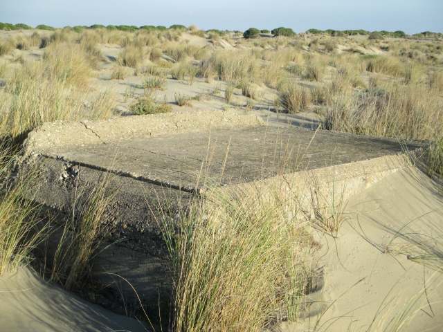 1./625, Espiguette (Grau du Roi (Camargue), 30) Ve08cb