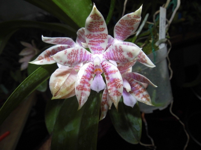 Phalaenopsis hieroglyphica 0p1g6n