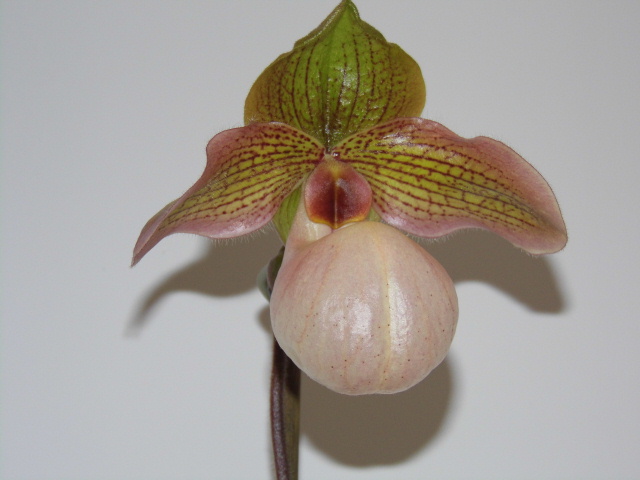 Paphiopedilum Minnesota Moccasin ( P.micranthum x P.moquetteanum ) 6jw6wm