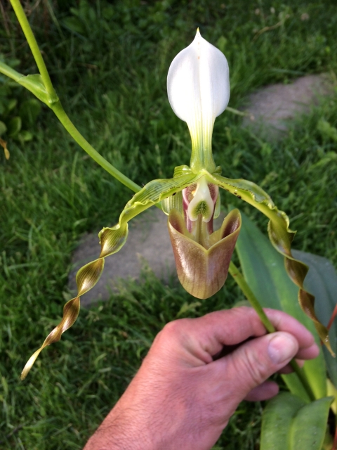 Paphiopedilum dianthum 76b7dp