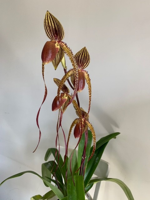 Paphiopedilum Prince Edward Of York (P.rothschildianum x P.sanderianum) 77b10n