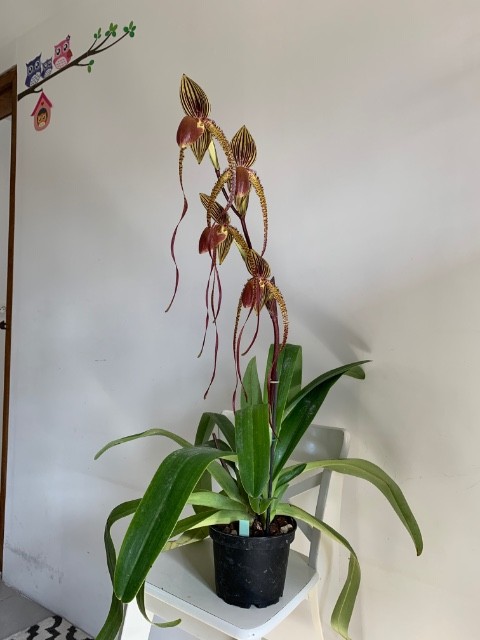 Paphiopedilum Prince Edward Of York (P.rothschildianum x P.sanderianum) 7gmb5s