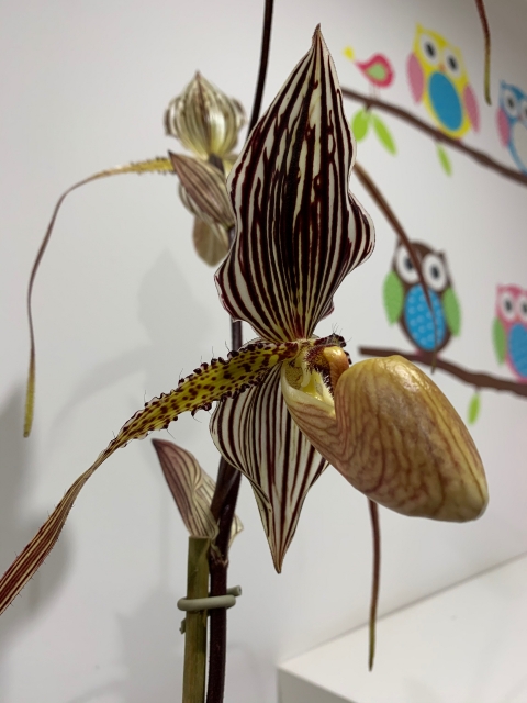 Paphiopedilum Saint Swithin  8fsjzs