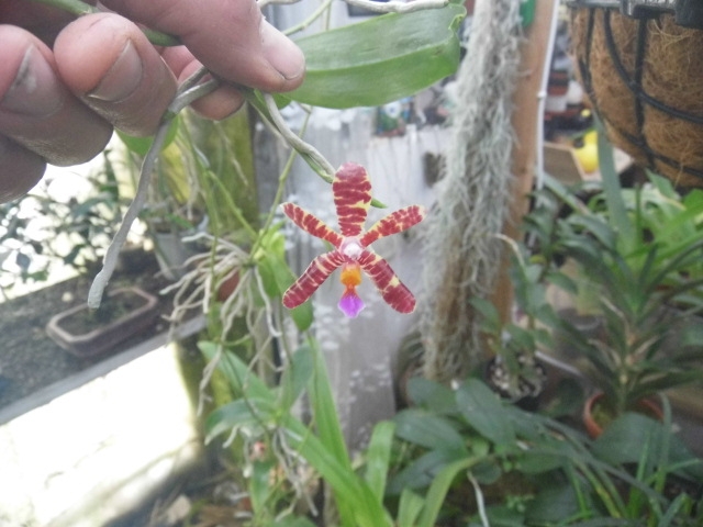 Phalaenopsis pulchra x fasciata 8x9ec2