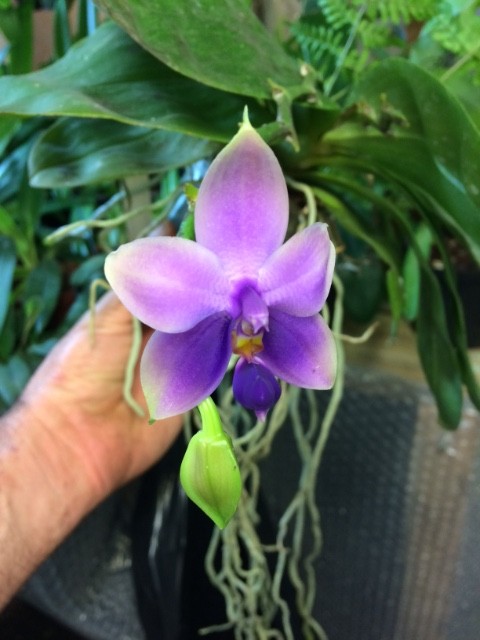 Phalaenopsis Samera f. Coerulea  Aodhm6