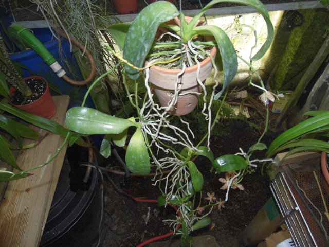 Phalaenopsis pulchra x fasciata Apycnj