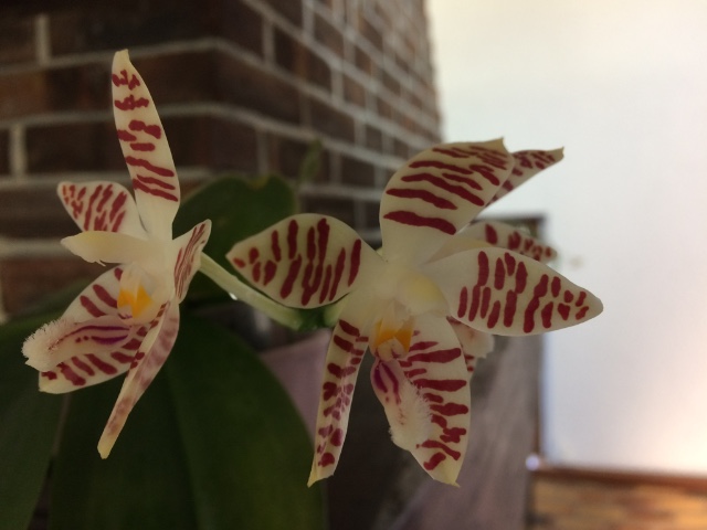 Phalaenopsis corningiana Cy89ui