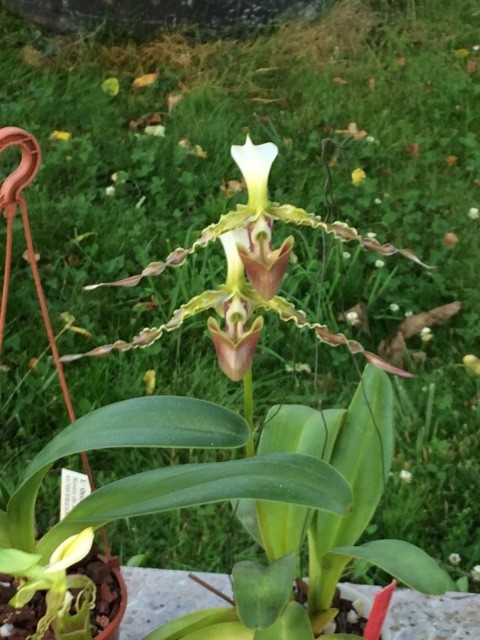 Paphiopedilum dianthum D6ykbh