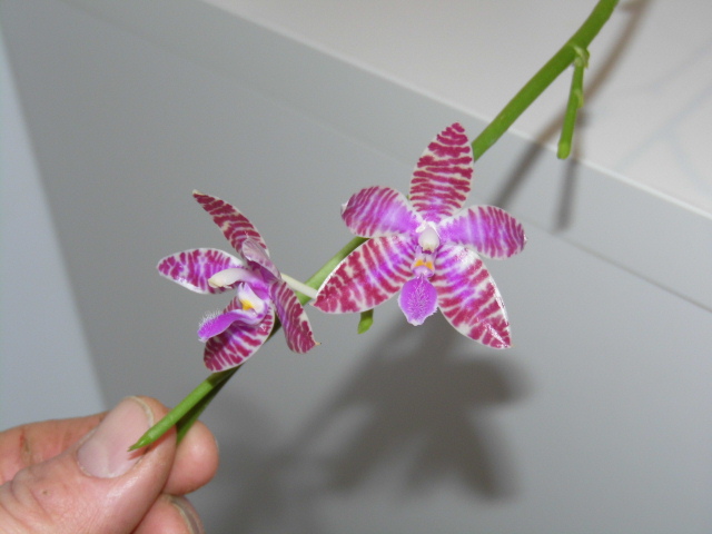 Phalaenopsis lueddemanniana Ezcd9t