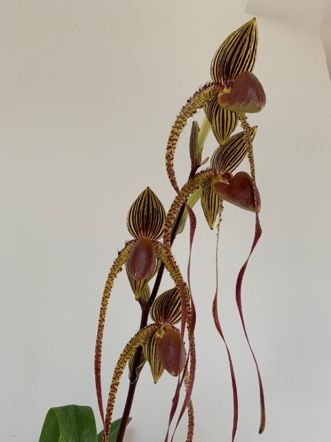 Paphiopedilum Prince Edward Of York (P.rothschildianum x P.sanderianum) Fjskdz