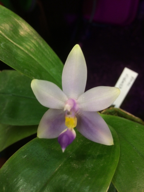 Phalaenopsis violacea f. coerulea  G6w2s6
