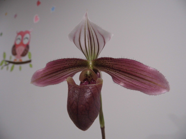 Paphiopedilum purpuratum I2ffos