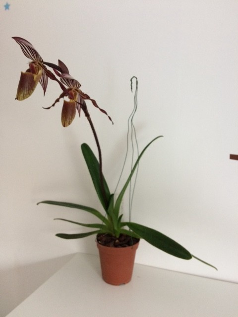 Paphiopedilum wilhelminae Nrv6r1