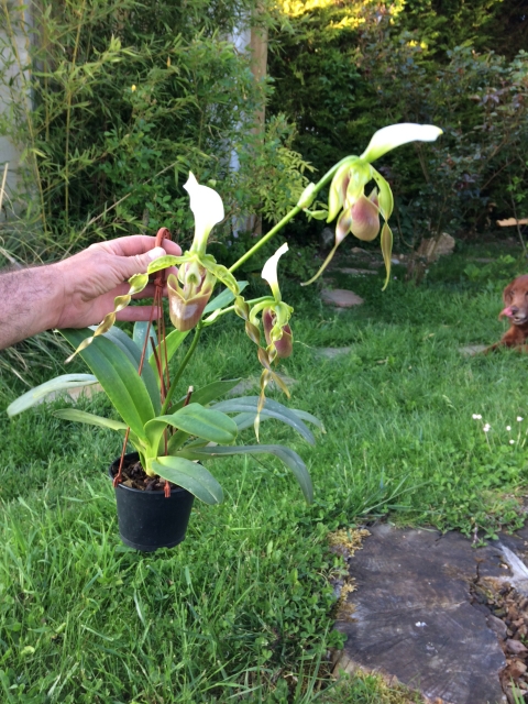 Paphiopedilum dianthum Nxx6hb