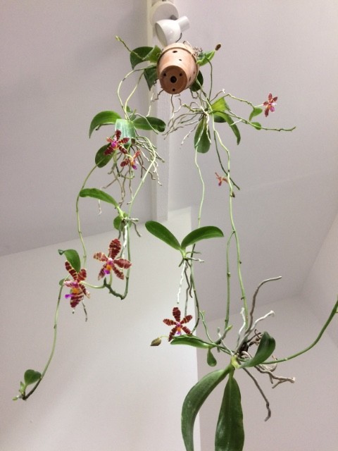 Phalaenopsis pulchra x fasciata Os4nwt