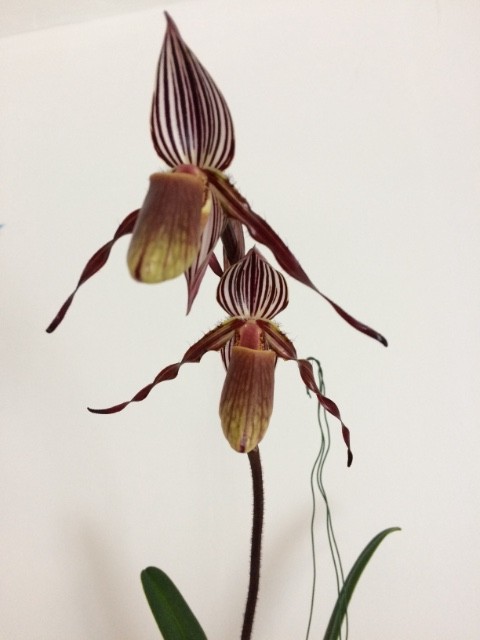 Paphiopedilum wilhelminae Puhqxz