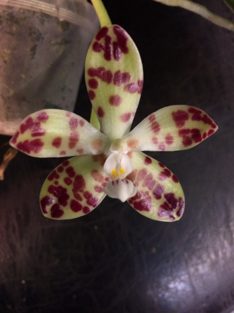 Phalaenopsis doweryensis Rf1e61