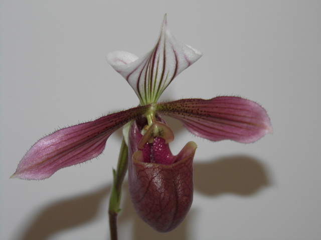 Paphiopedilum purpuratum U1ohve