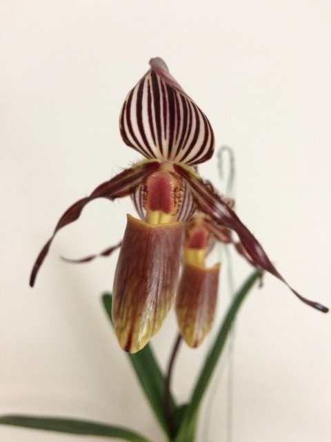 Paphiopedilum wilhelminae W266u8