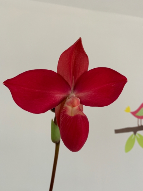 Phragmipedium Memoria Emma Decker ( P. Don Wimber x P. kovachii ) Wif320