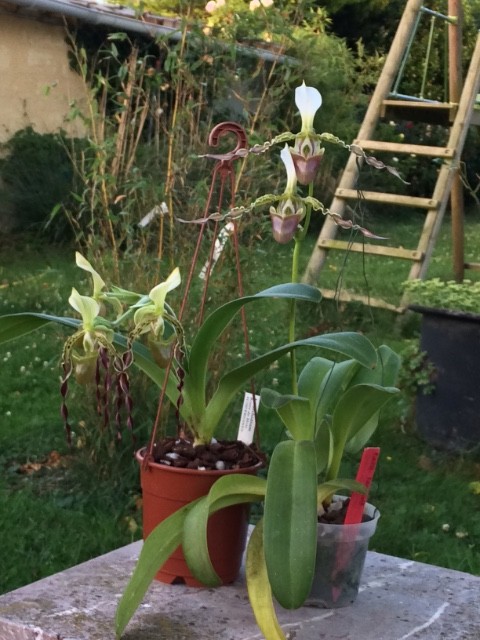 Paphiopedilum dianthum Y6n9km